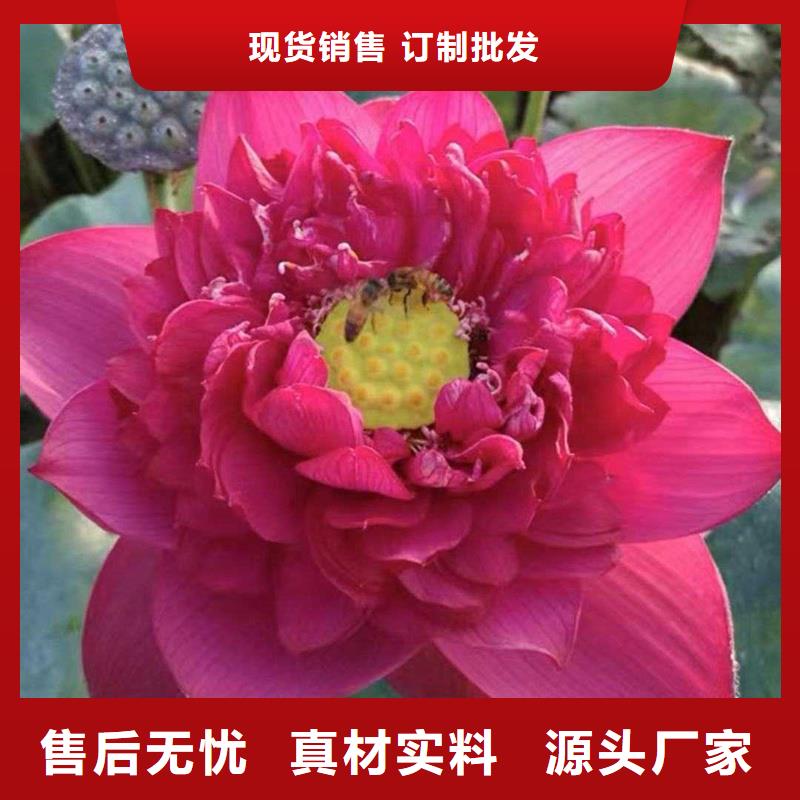 盆栽荷花生產(chǎn)廠家