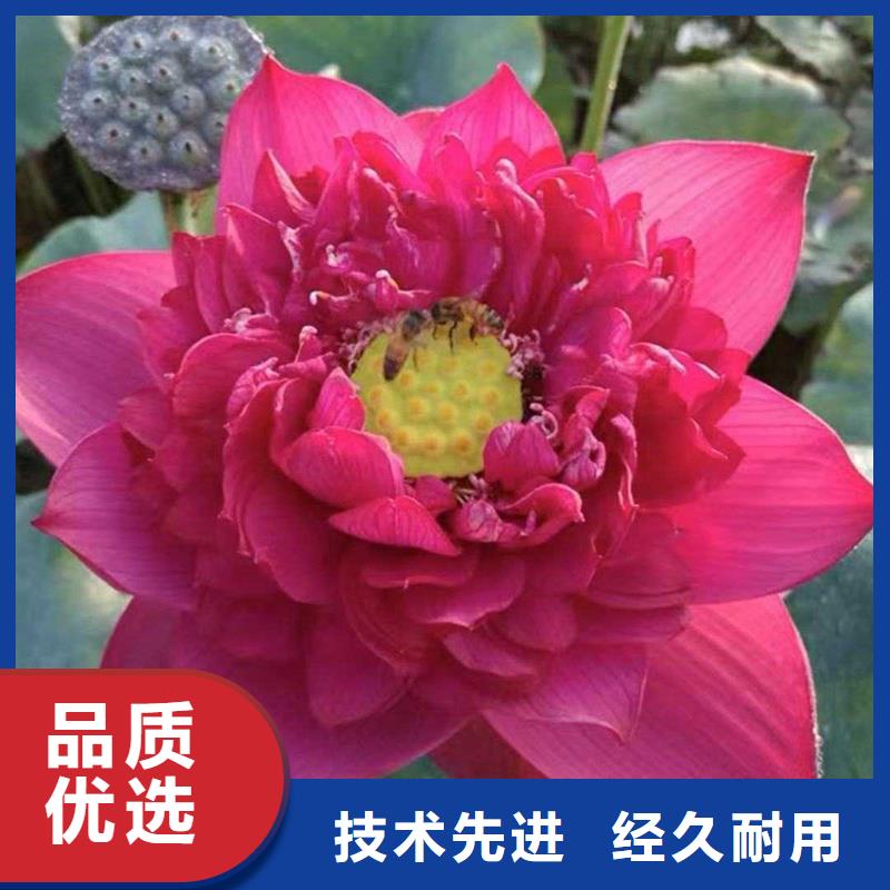 觀賞荷花-觀賞荷花價(jià)格低