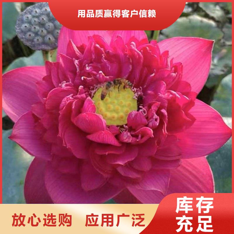 荷花苗現(xiàn)貨采購