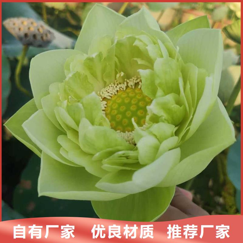 荷花-荷花售后保障