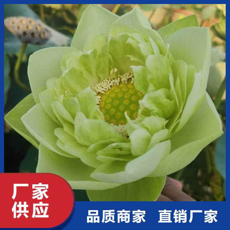 荷花苗適用范圍