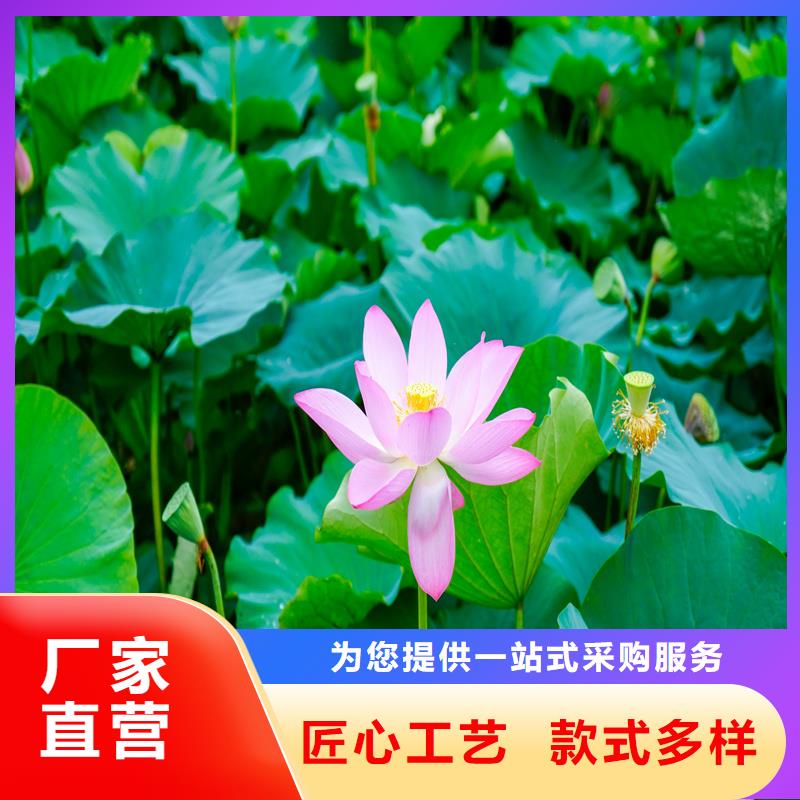 觀賞荷花-觀賞荷花價(jià)格低