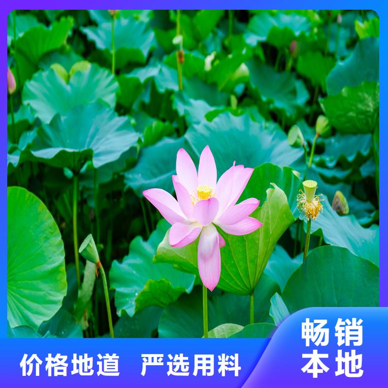 荷花苗現(xiàn)貨采購