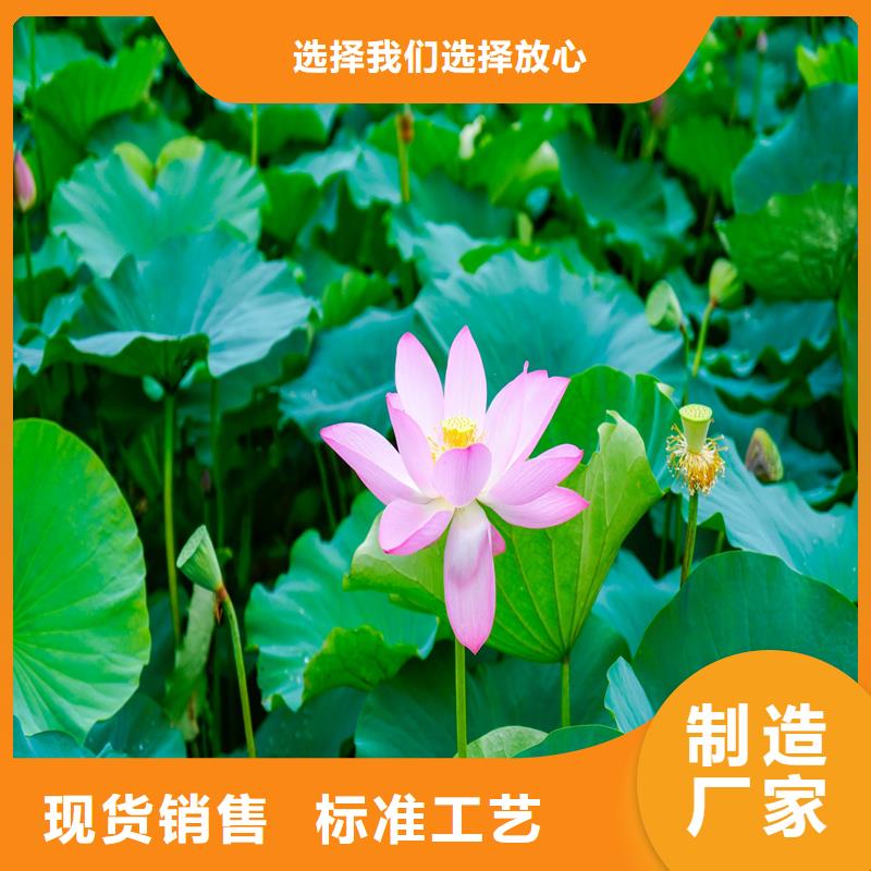 定做荷花苗基地的當(dāng)?shù)貜S家