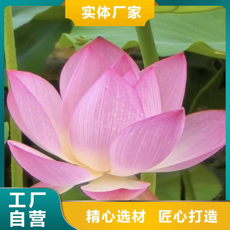 精品荷花苗企業(yè)-實力雄厚