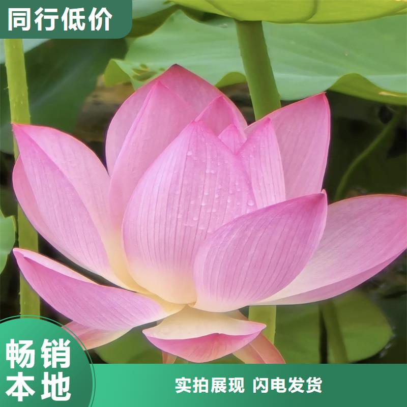定做荷花苗基地的當(dāng)?shù)貜S家
