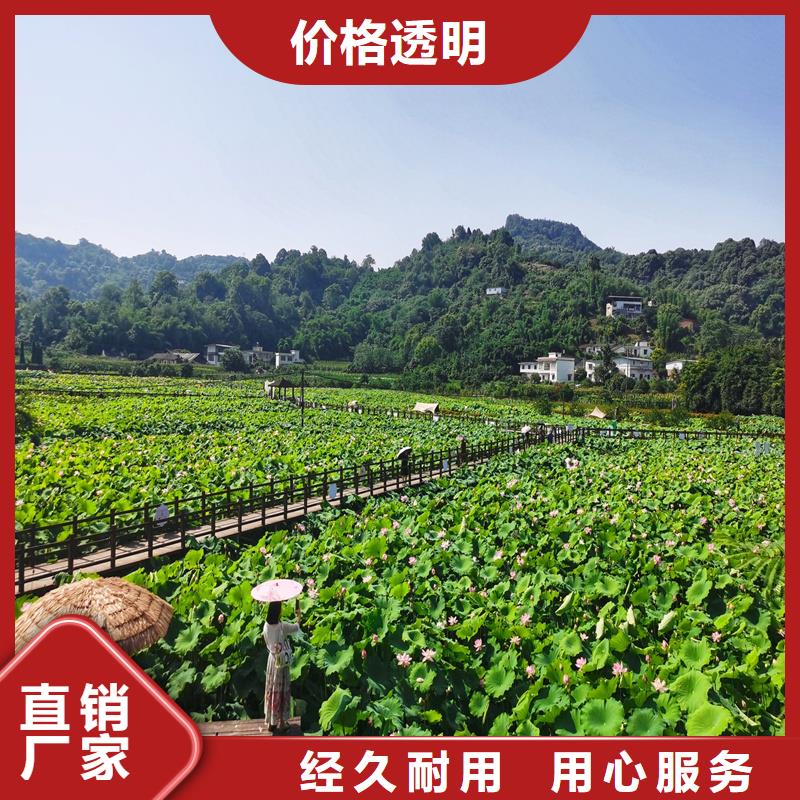 價(jià)格合理的觀(guān)賞荷花苗公司