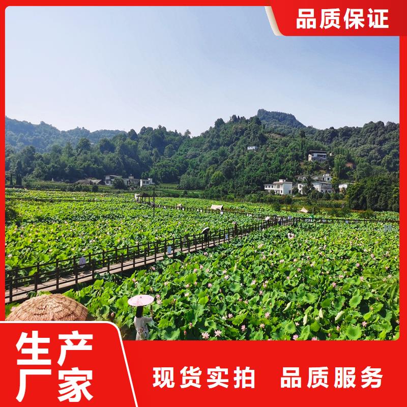 2025貨到付款#盆栽荷花#生產(chǎn)廠家