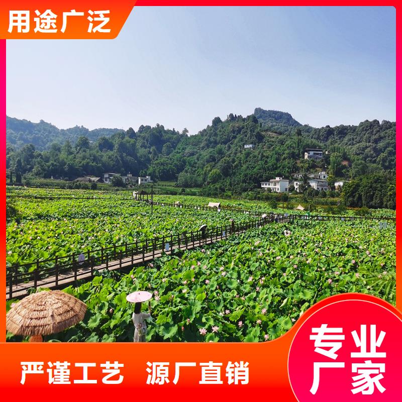 荷花苗基地加工