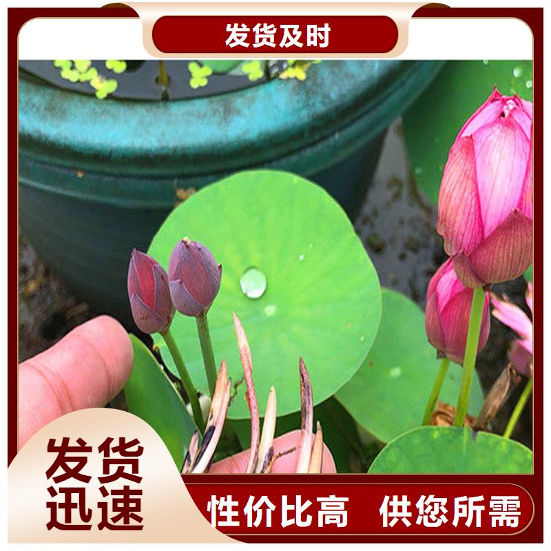 大型荷花苗廠家發(fā)貨快