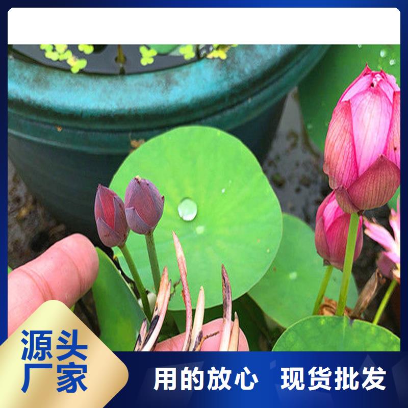 盆栽荷花生產(chǎn)廠家