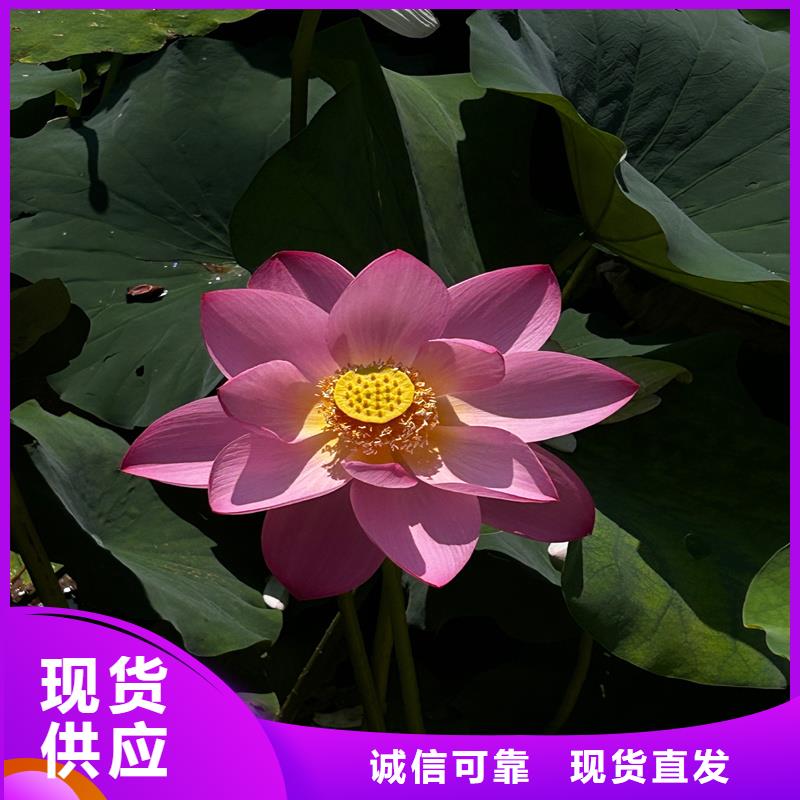 購(gòu)買(mǎi)荷花苗基地-現(xiàn)貨充足有保障