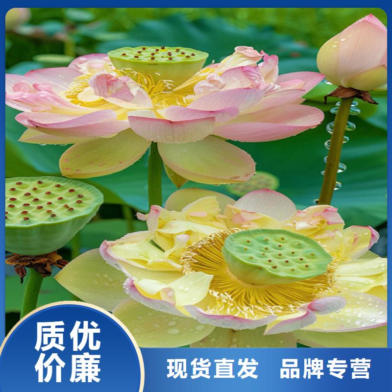 價格低的觀賞荷花苗現(xiàn)貨廠家