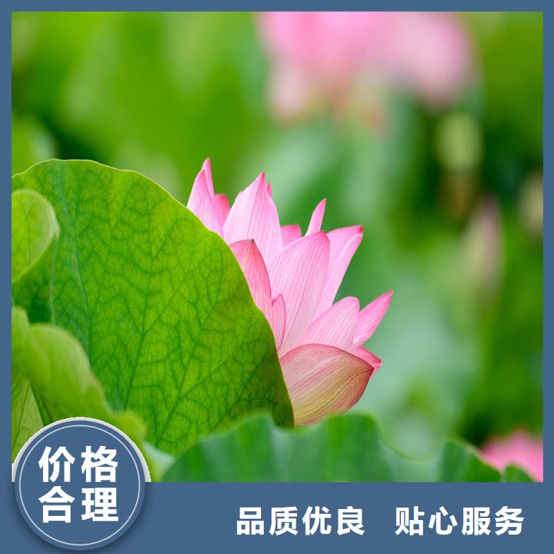 2025貨到付款#盆栽荷花#生產(chǎn)廠家