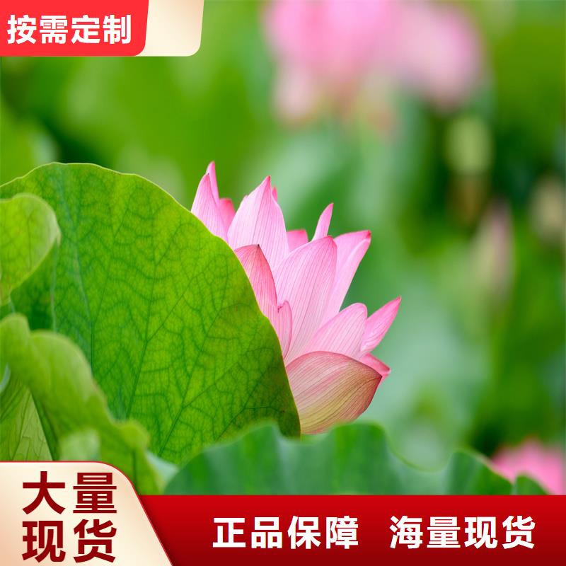 荷花苗可零售