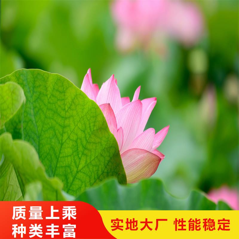 盆栽荷花苗老客戶回購較多