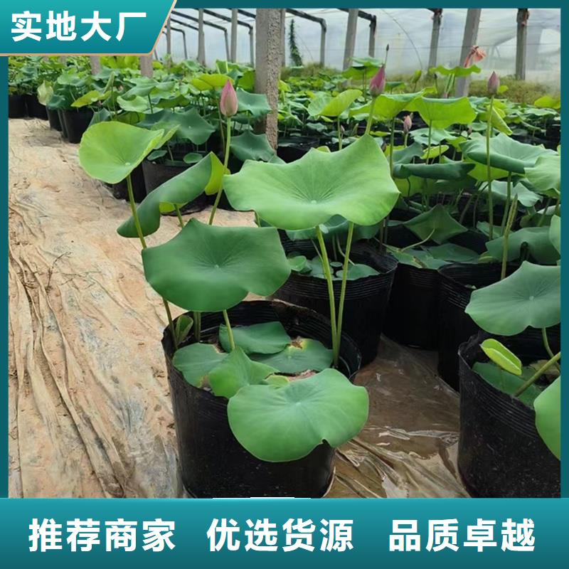 可定制的大型荷花實(shí)體廠家