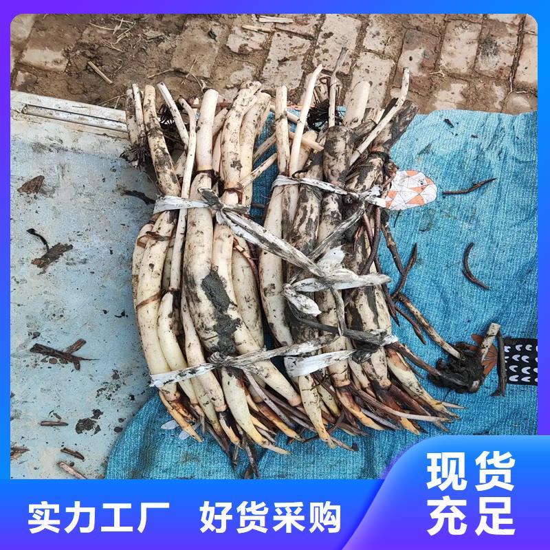 荷花-荷花售后保障