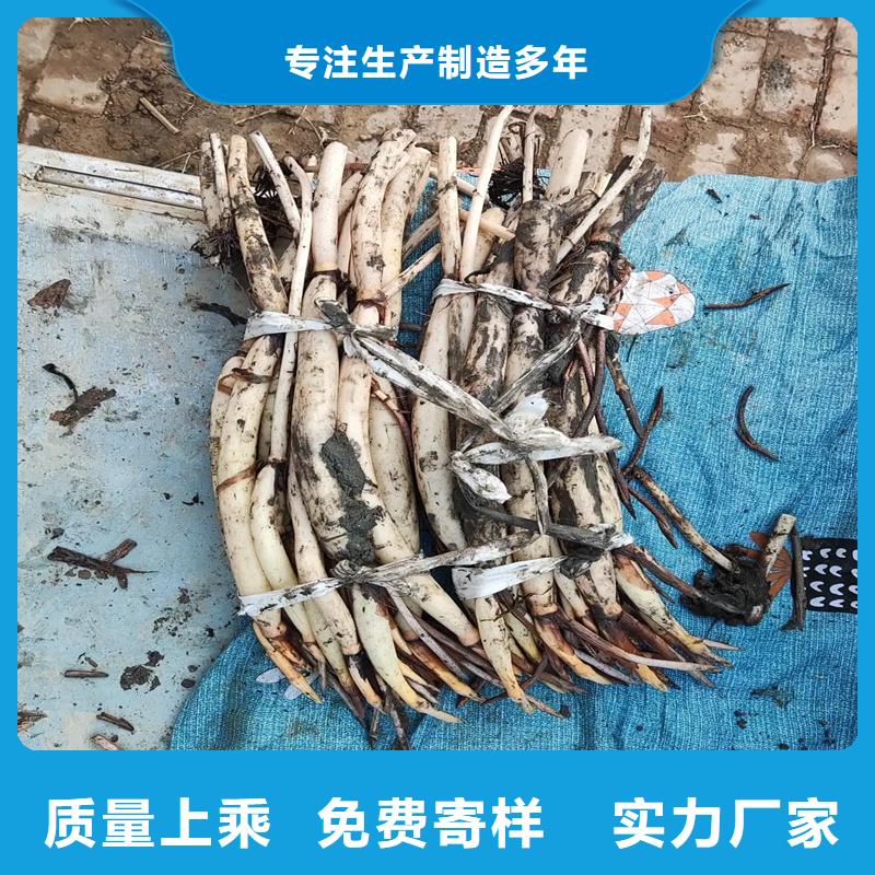 甄選:盆栽荷花苗供貨商