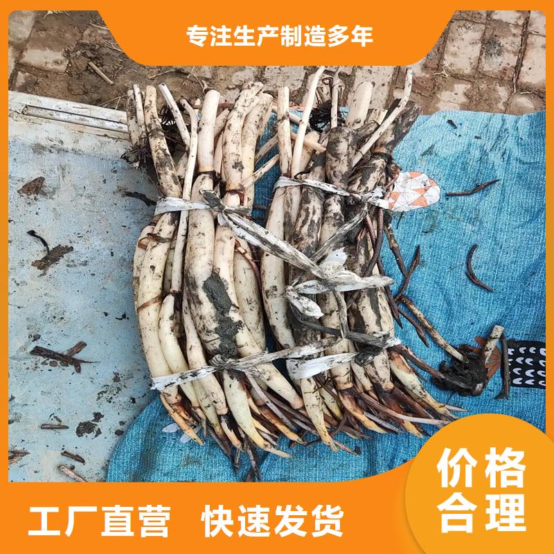 荷花廠家實(shí)力雄厚