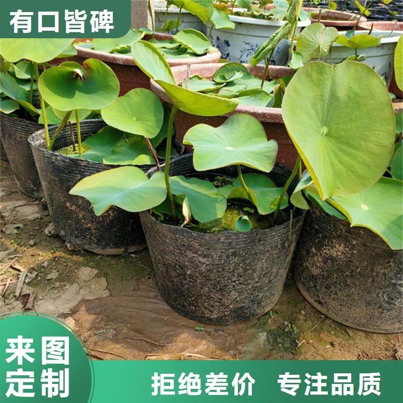 荷花廠家實(shí)力雄厚