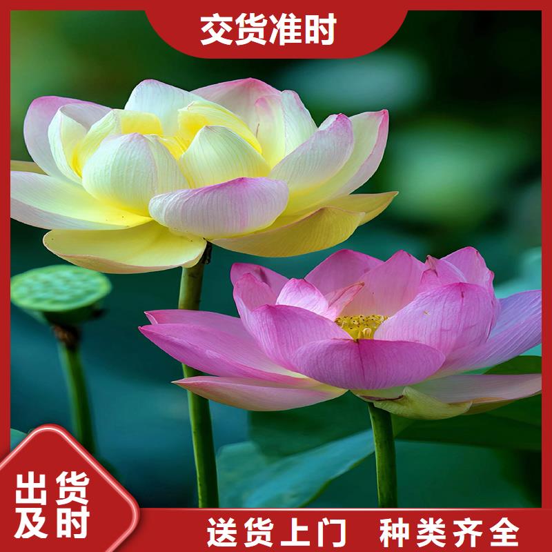 荷花廠家實(shí)力雄厚