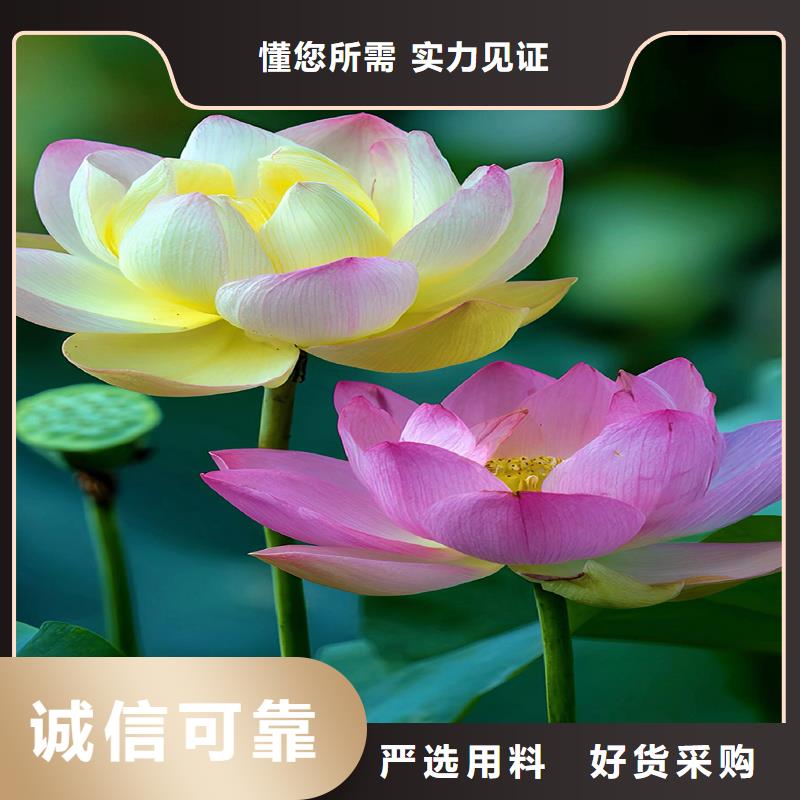 荷花大量供應(yīng)廠家