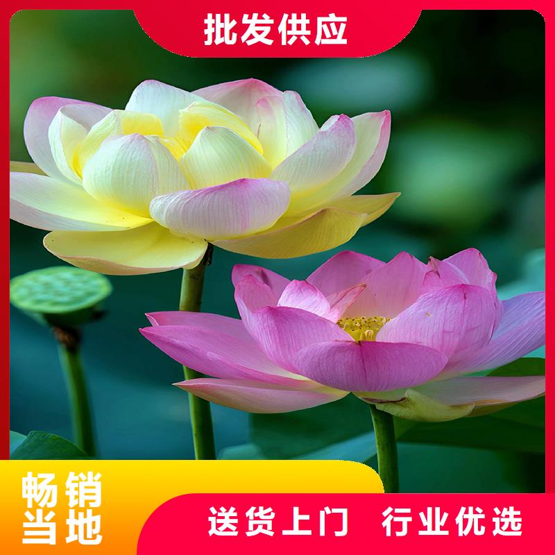 質(zhì)量?jī)?yōu)的精品荷花苗本地廠家