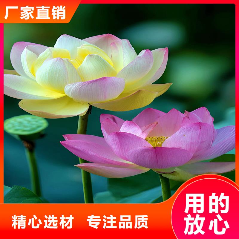 優(yōu)質(zhì)大型荷花供應商