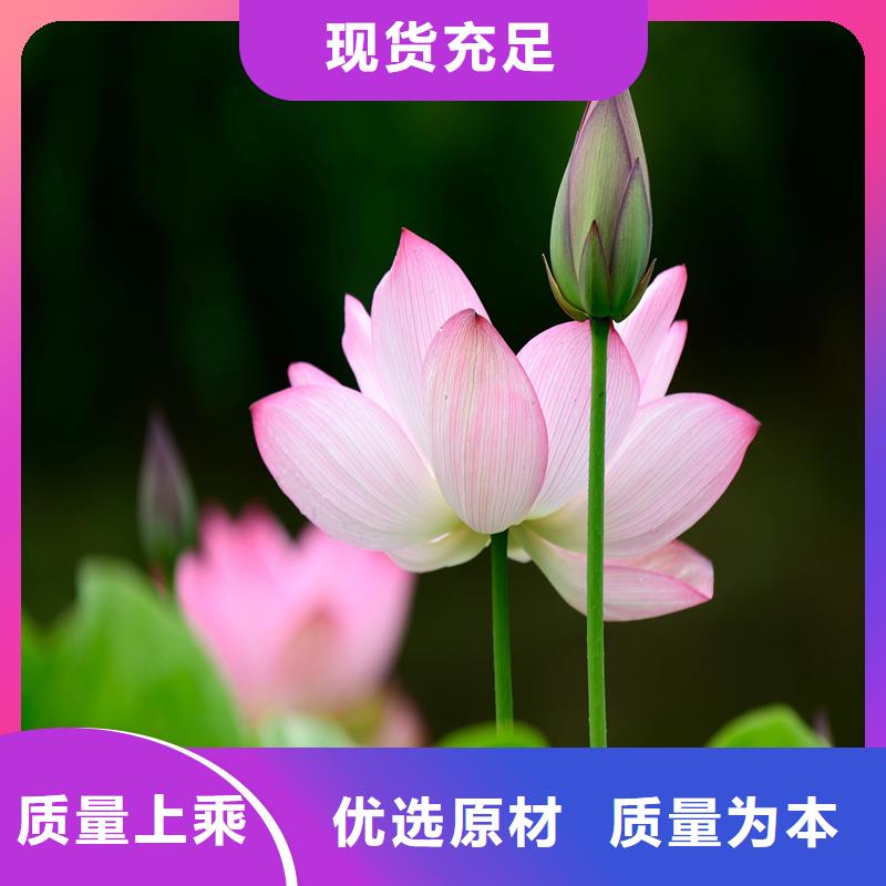 質(zhì)量?jī)?yōu)的精品荷花苗本地廠家