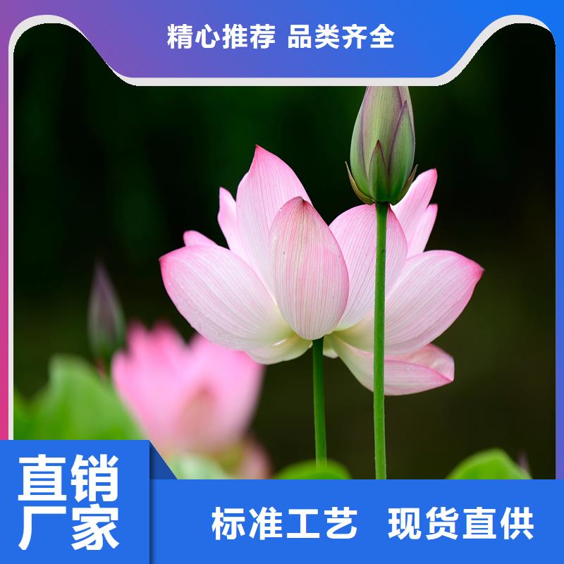 荷花大量供應(yīng)廠家