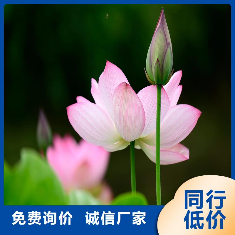 精品荷花苗企業(yè)-實力雄厚