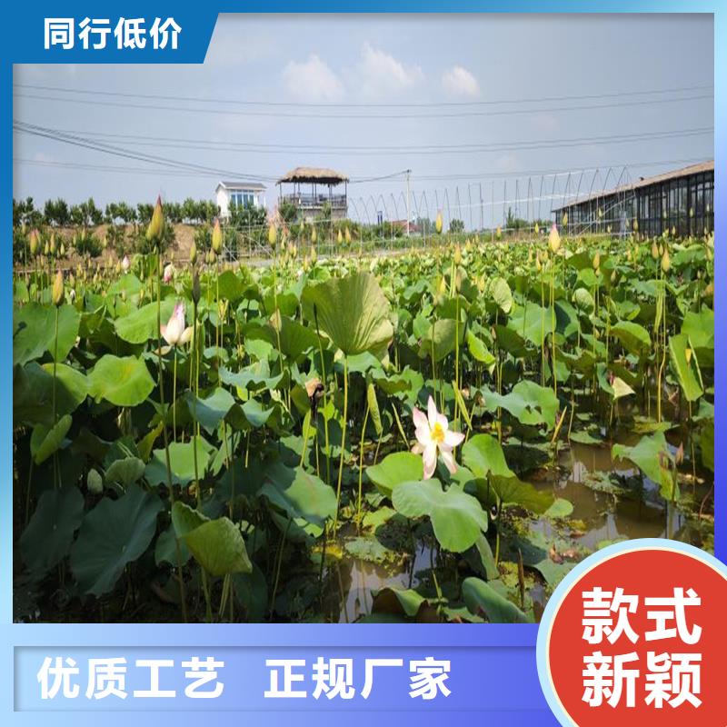 大型荷花苗廠家發(fā)貨迅速