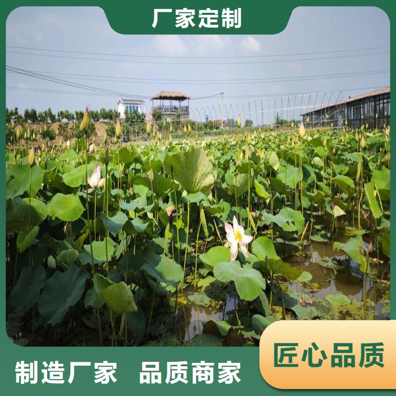 荷花大量供應(yīng)廠家