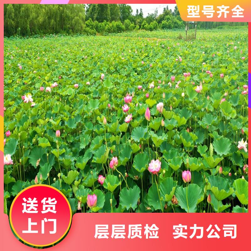 大型荷花苗廠家發(fā)貨迅速