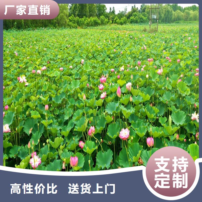 荷花大量供應(yīng)廠家