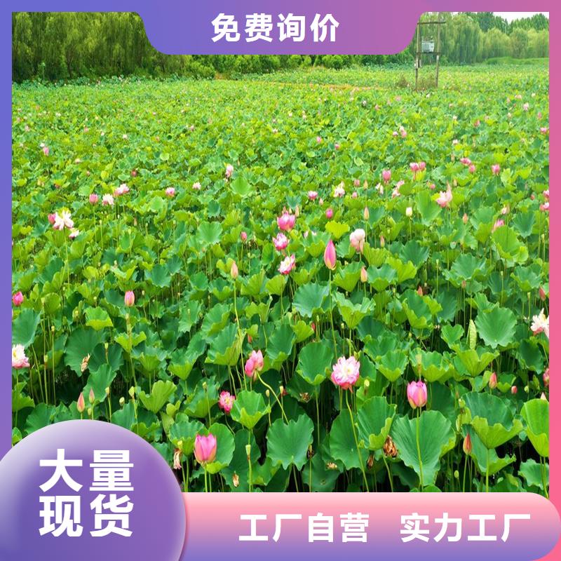 質(zhì)量?jī)?yōu)的觀賞荷花廠家