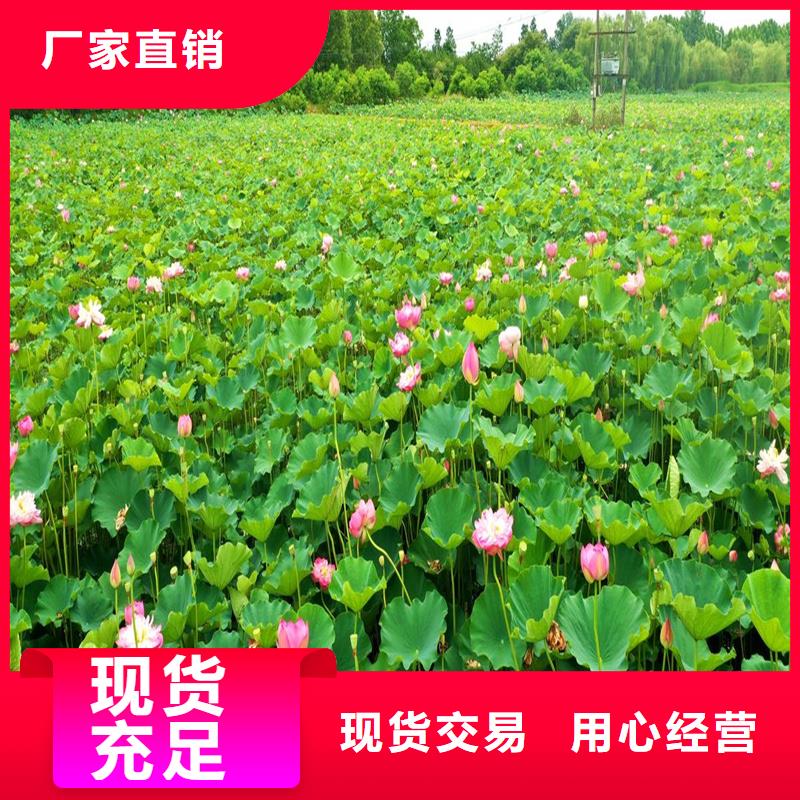大型荷花苗量大從優(yōu)