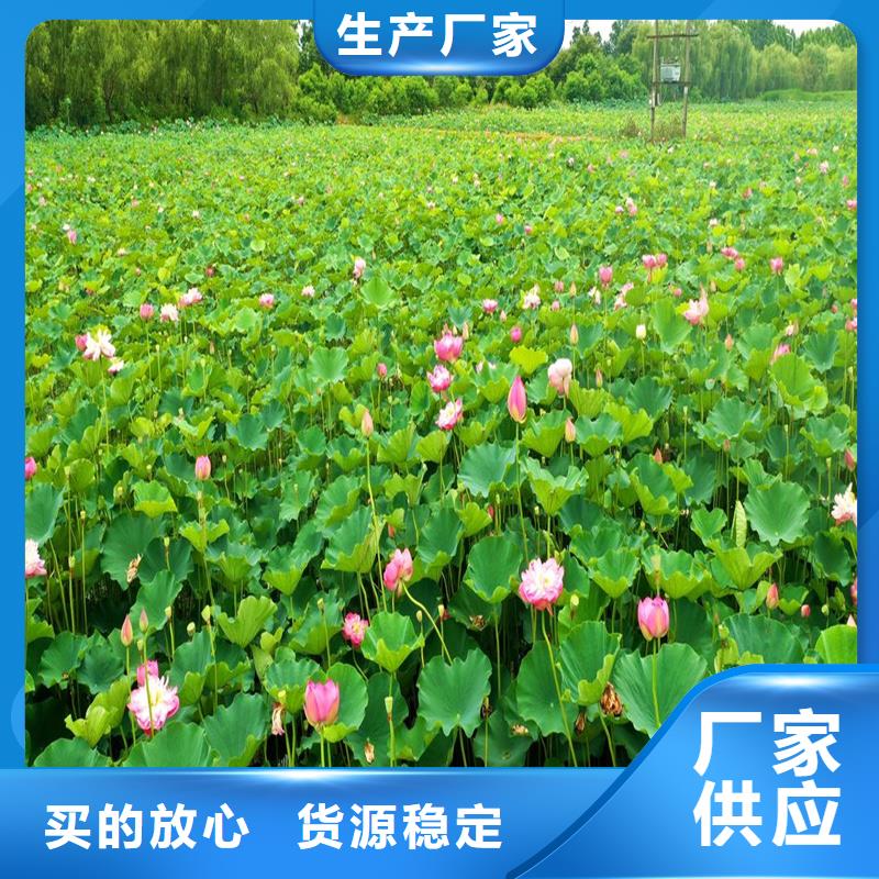 質(zhì)量?jī)?yōu)的精品荷花苗本地廠家