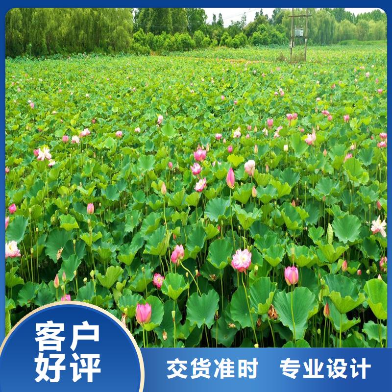 采購觀賞荷花必看-歡迎選購