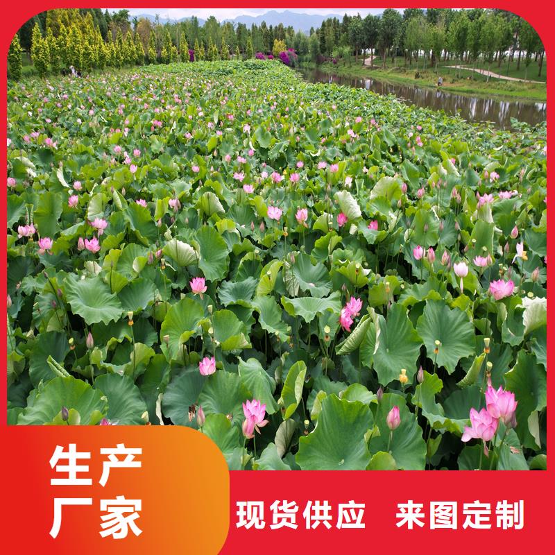 采購觀賞荷花必看-歡迎選購