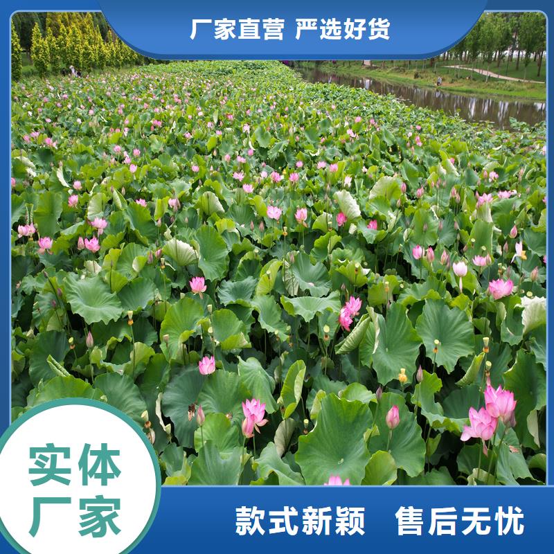 批發(fā)耐寒荷花苗的經(jīng)銷商