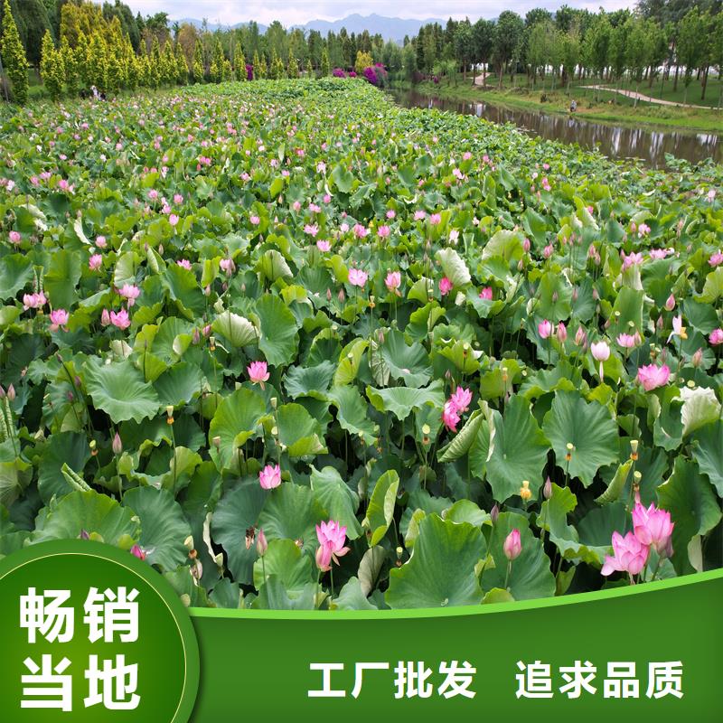 大型荷花苗廠家發(fā)貨迅速