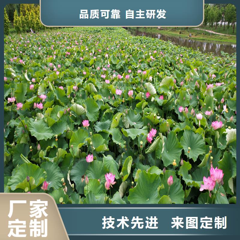 荷花大量供應(yīng)廠家