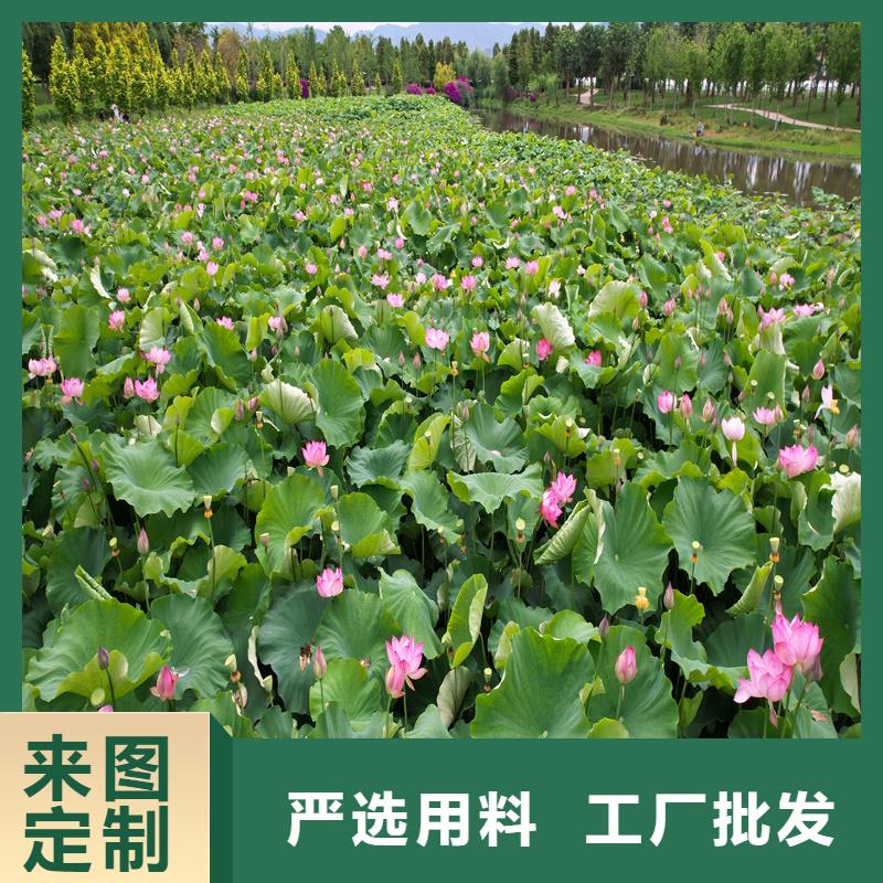 觀賞荷花廠家-點(diǎn)擊領(lǐng)取樣品