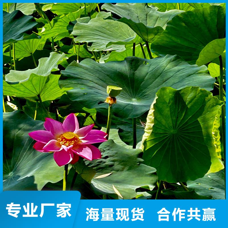 觀賞荷花廠家-點(diǎn)擊領(lǐng)取樣品