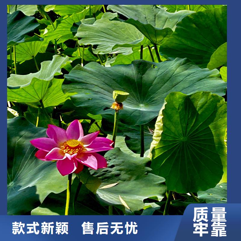荷花大量供應(yīng)廠家