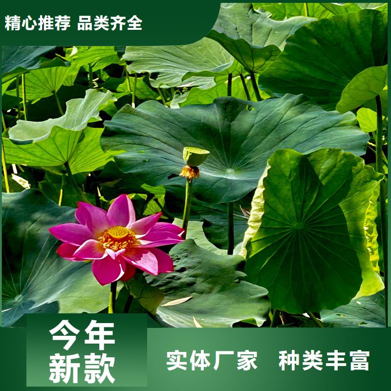 購(gòu)買(mǎi)荷花苗基地-現(xiàn)貨充足有保障