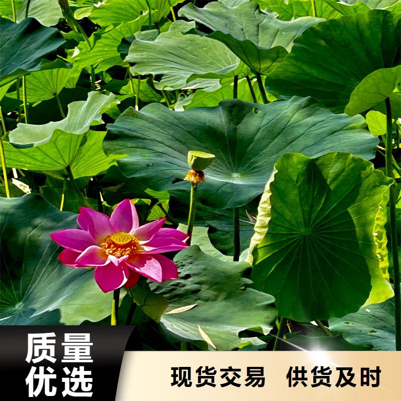 可定制的大型荷花實(shí)體廠家