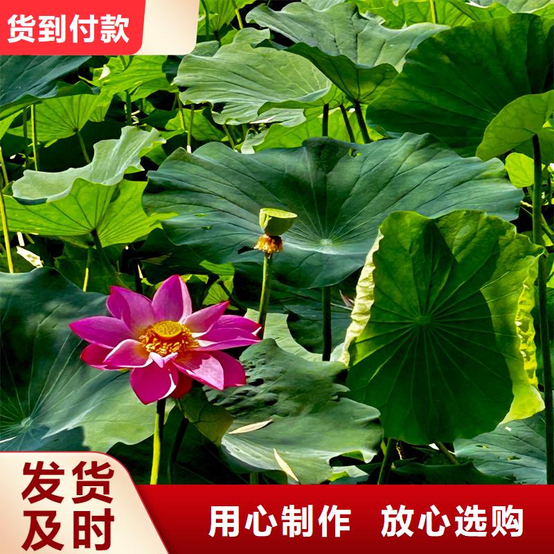精品荷花苗定制批發(fā)